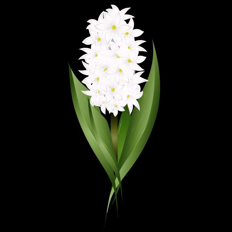 Jacinthe blanche – délicatesse sous forme de fleur