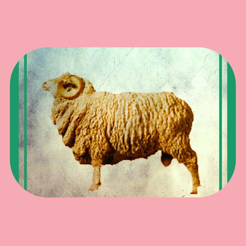 Widder
