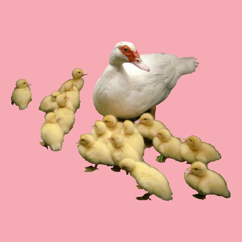 Flying duck with chicks