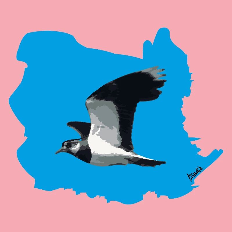 Lapwing (Vanellus vanellus) in flight (BG blue)