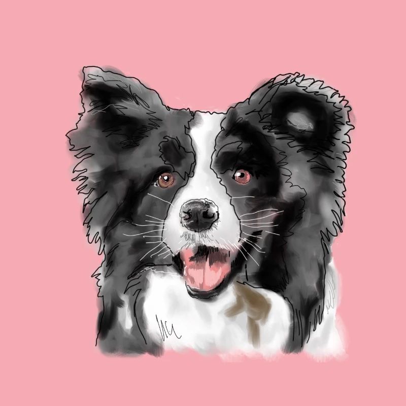 Border Collie