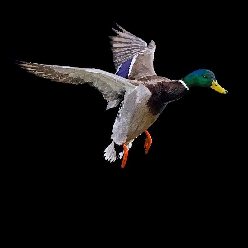 Duck