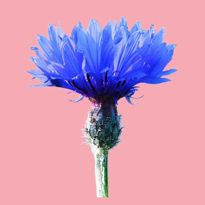 Bleuet
