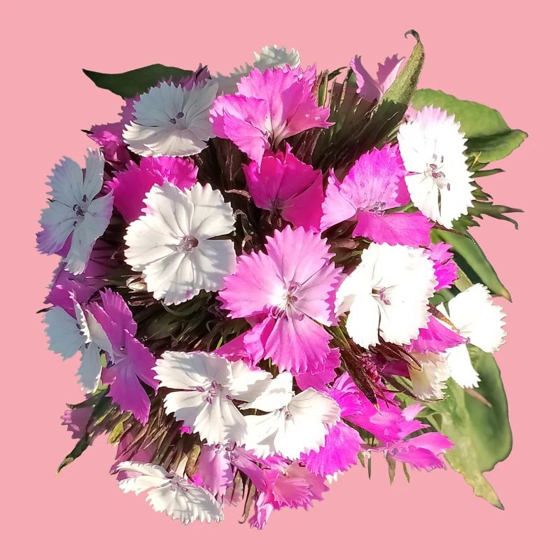 Bouquet d’œillets