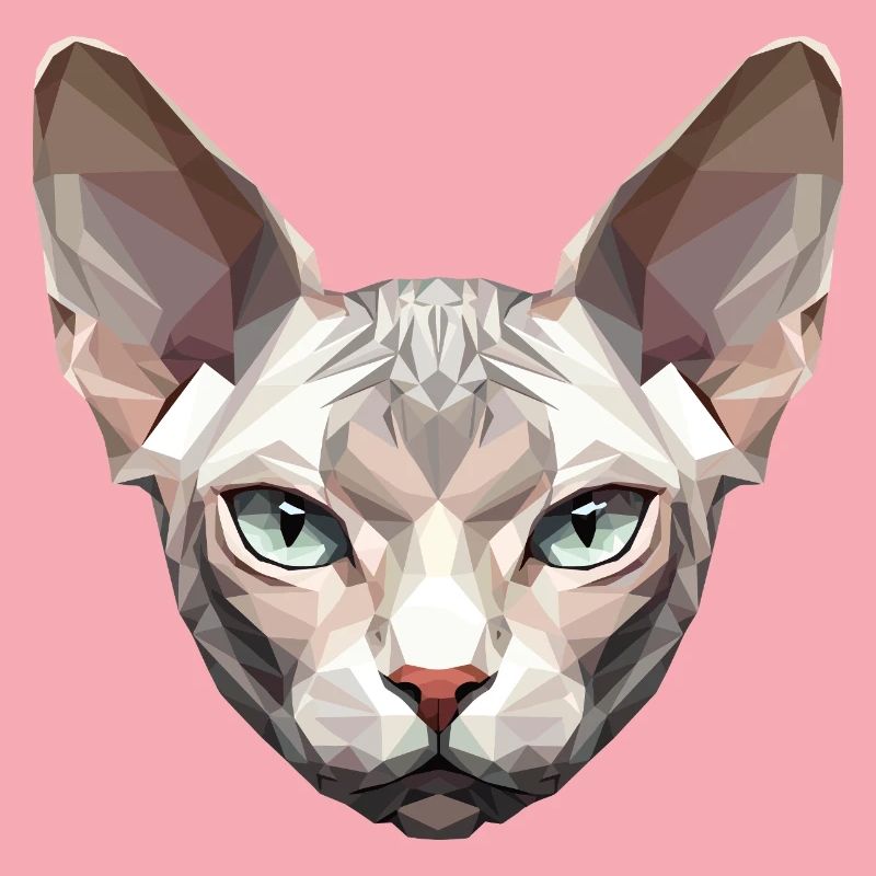 Sphynx Chat Sphynx Chat Chat Canadien Sphinx mignon