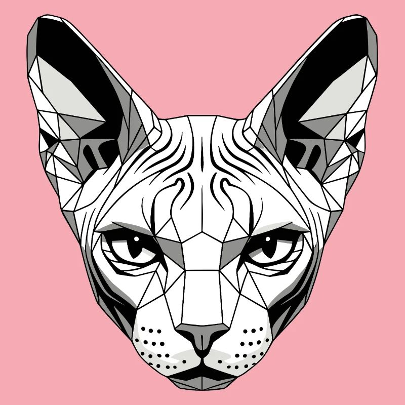 Sphynx Chat Sphynx Chat Chat Canadien Sphinx mignon