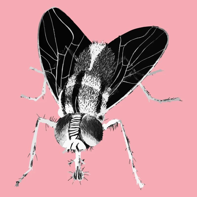 Fliege - Insekt