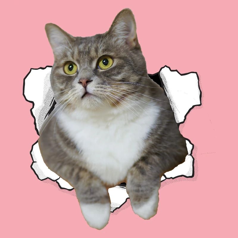 Chat mignon qui sort du trou - Dessin drôle de chat