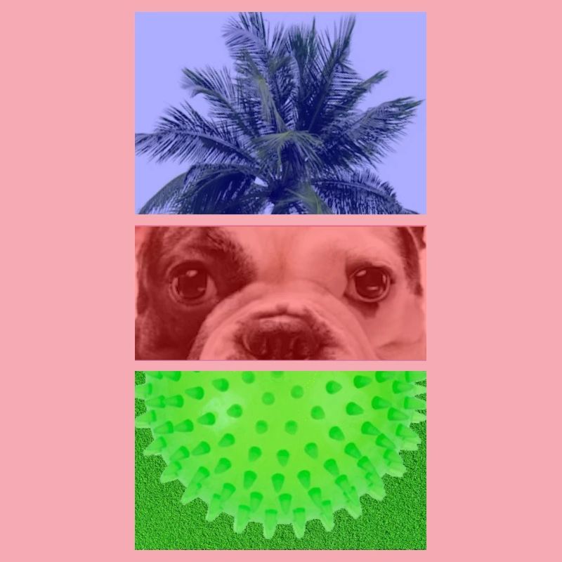 Triptyque Palmier – Chien – Pointes