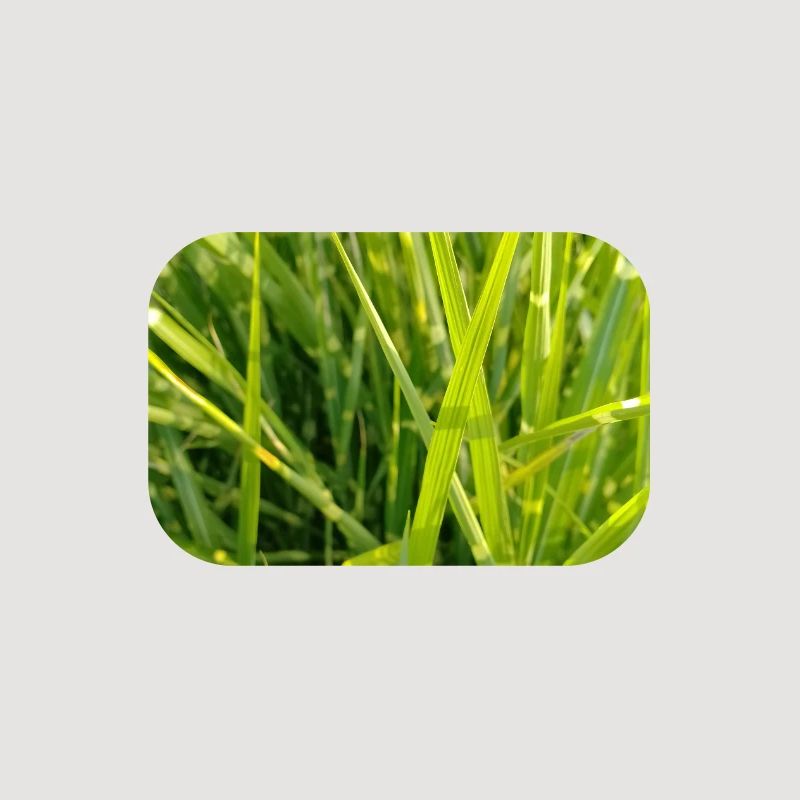 Gros plan sur l’odeur de l’herbe