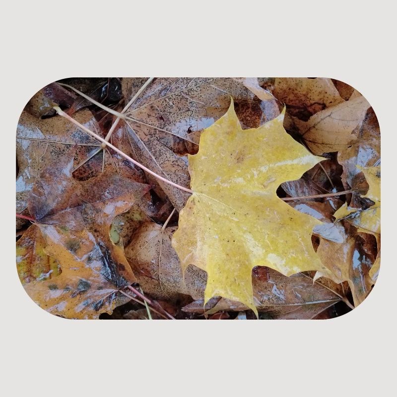 Yellow maple leaf also rainy autumn carpet
