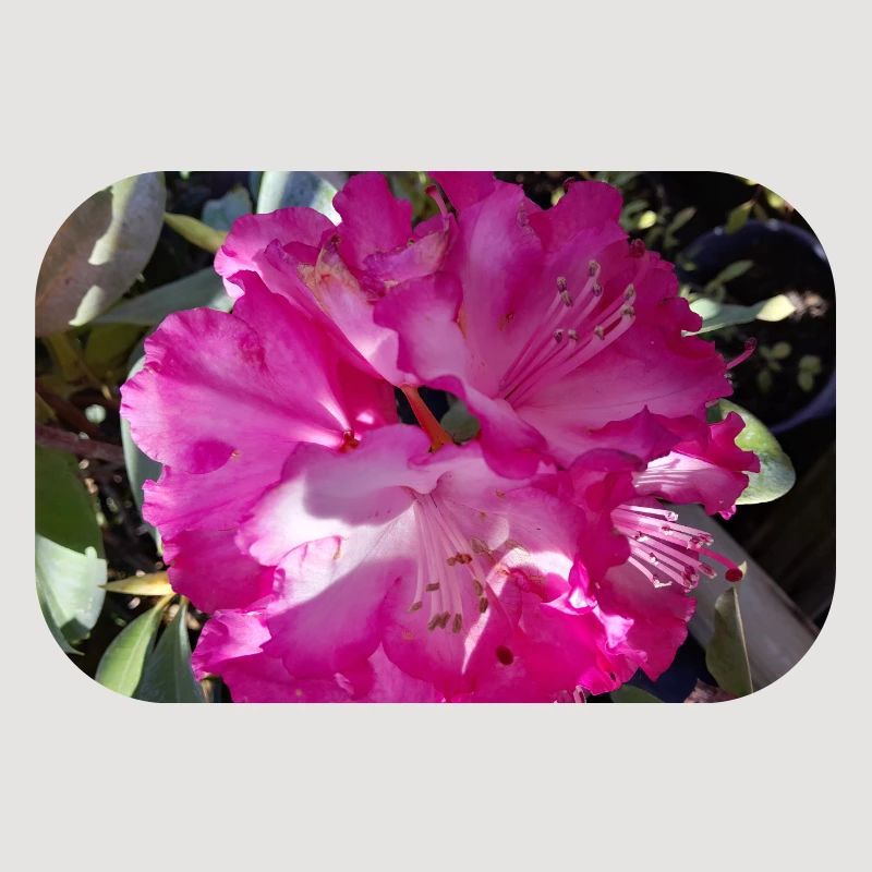 Fuchsia-Azalee in voller Blüte