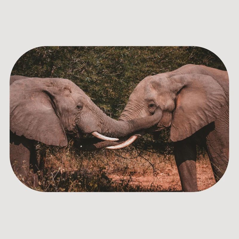 Elephants Intertwining Trunks 