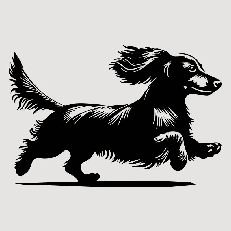 Dachshund