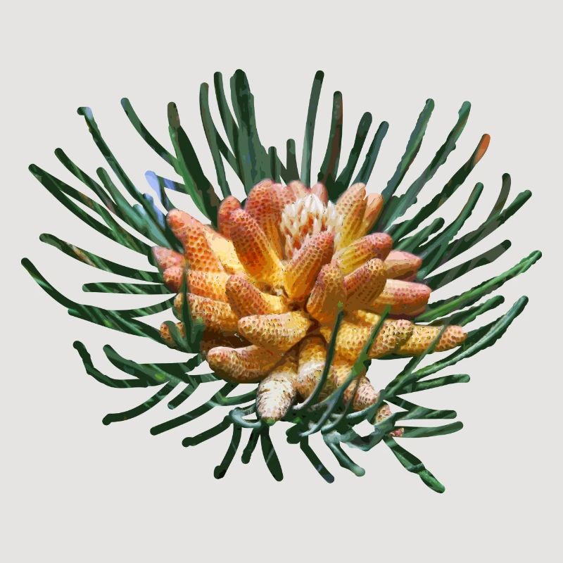Creative fir branches
