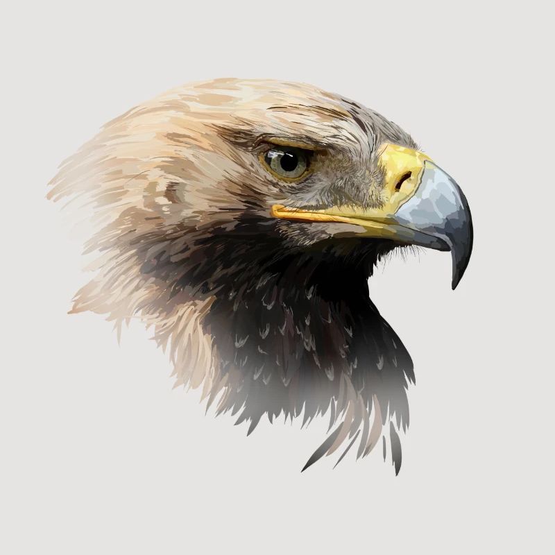 aigle