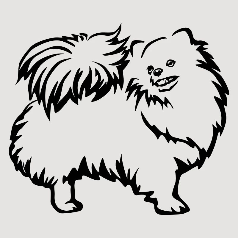Spitz nain