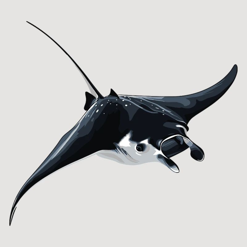 Rochen Mantarochen