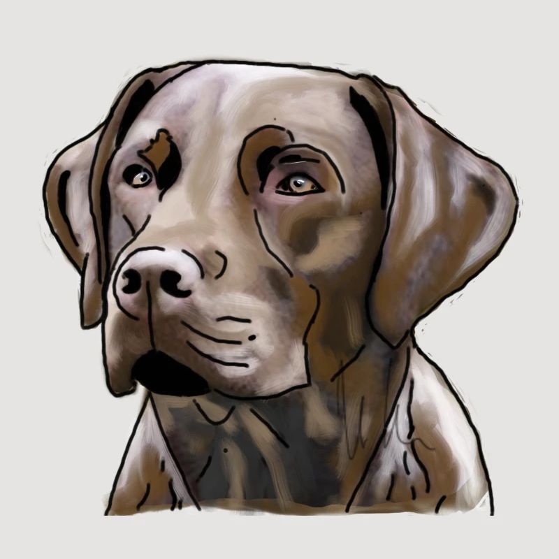 Labrador