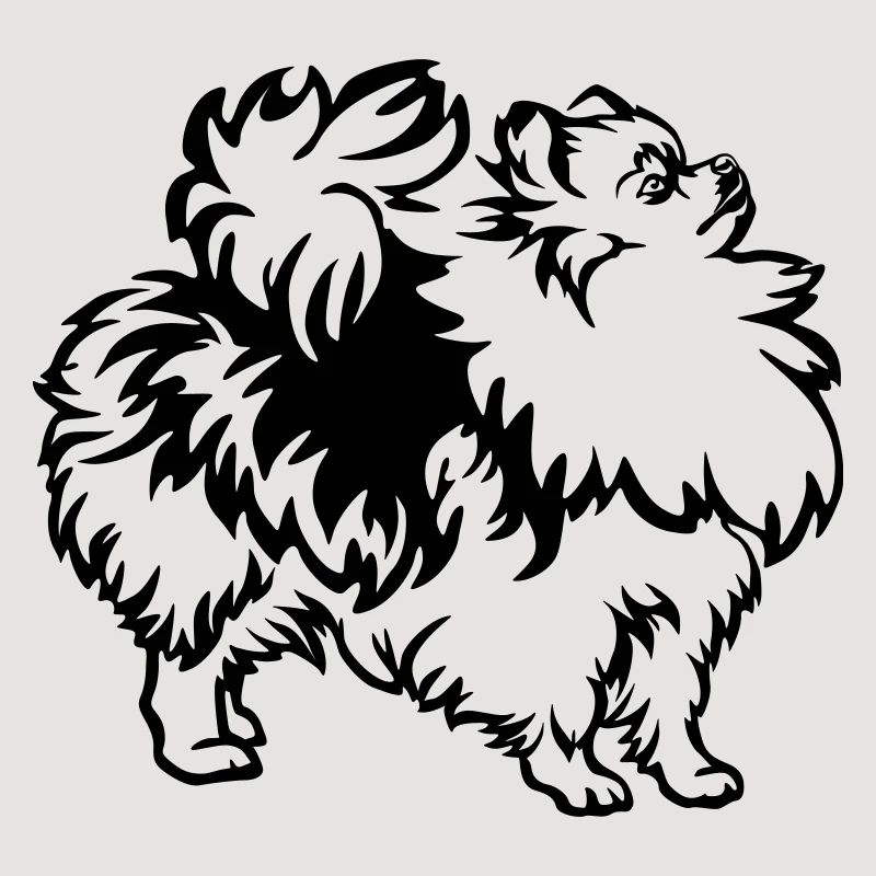 Dwarf spitz