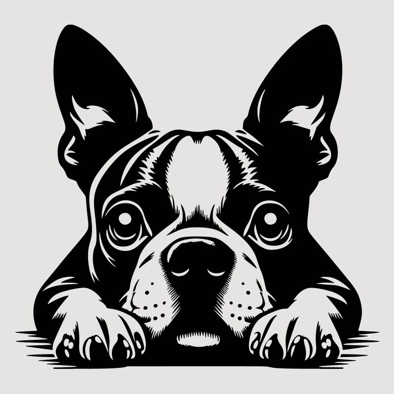 Boston Terrier Kopf mit Pfoten