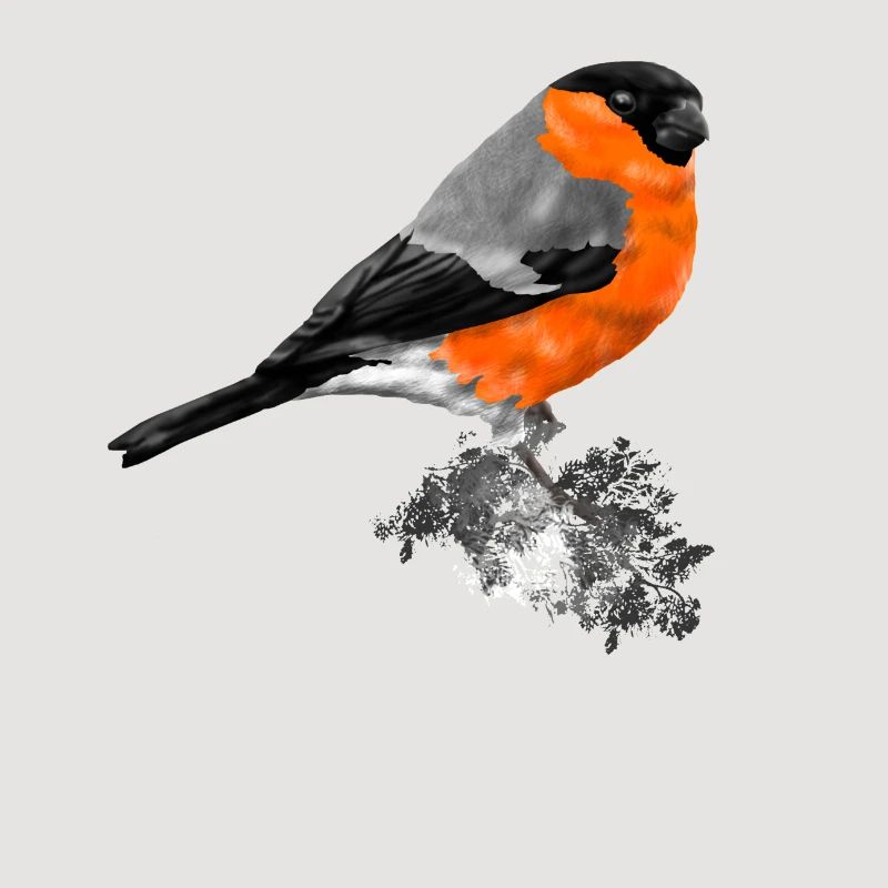 oiseau