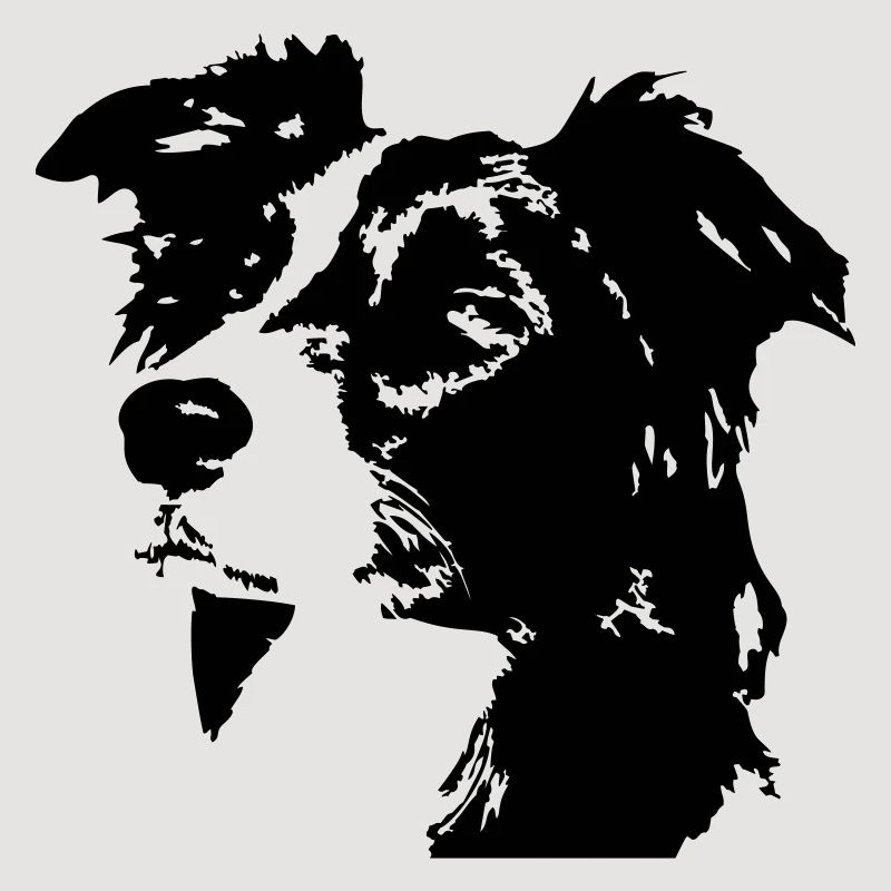 Border Collie Kopf
