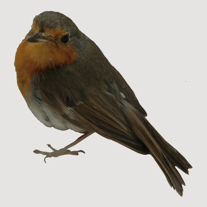 Robin