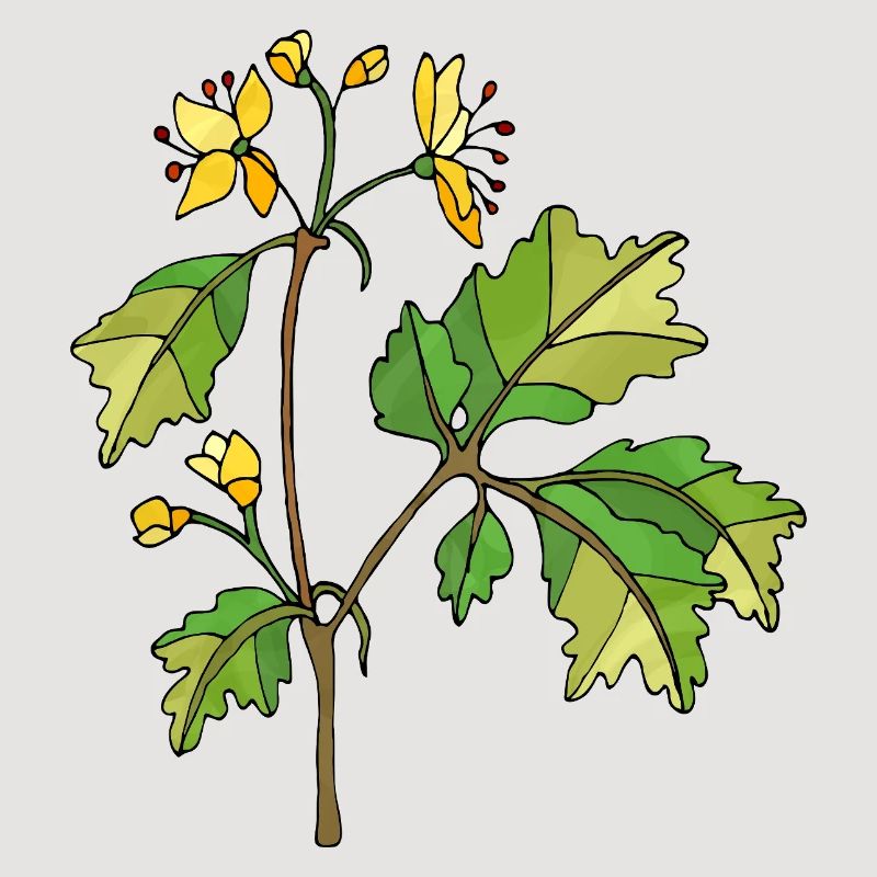 Fleur