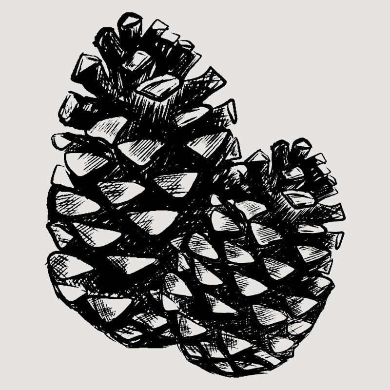 Deux cônes de pin