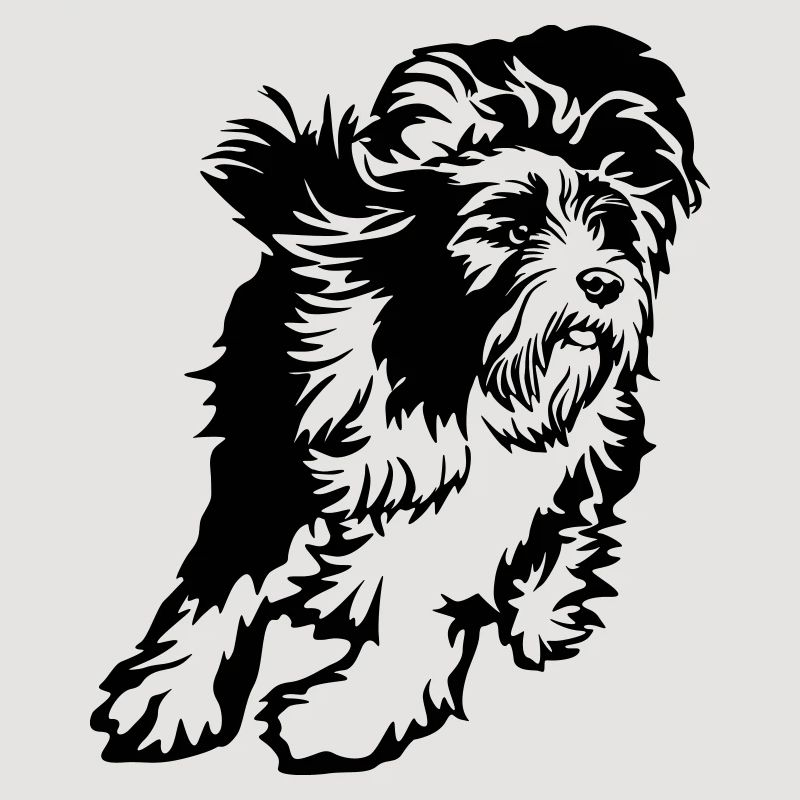 Bearded Collie