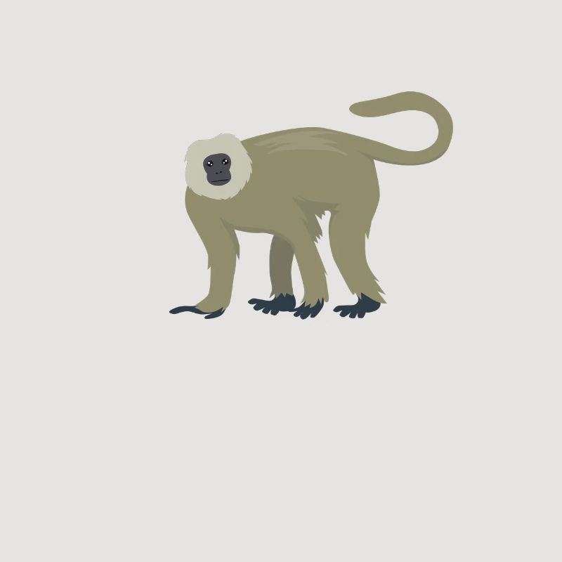 Langur élégant