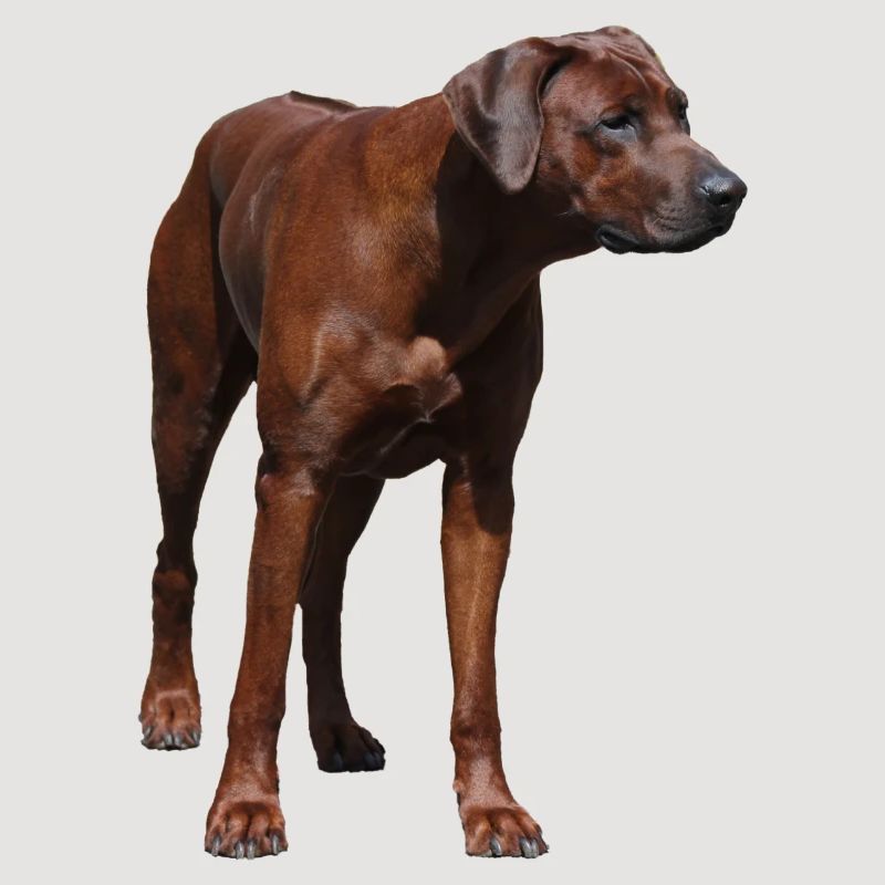 Rhodesian Ridgeback - Motif Chien