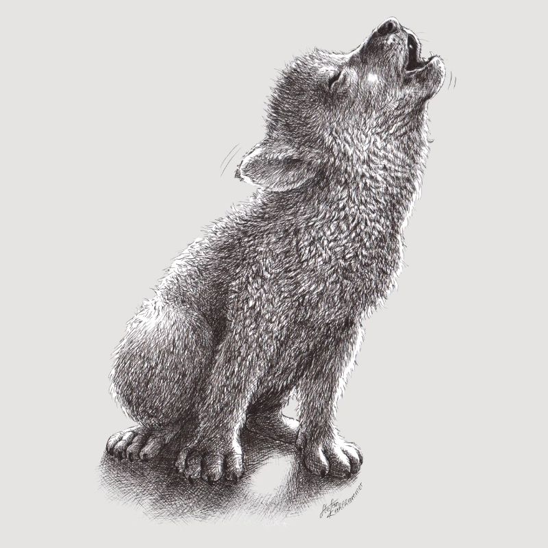 Junger heulender Wolf