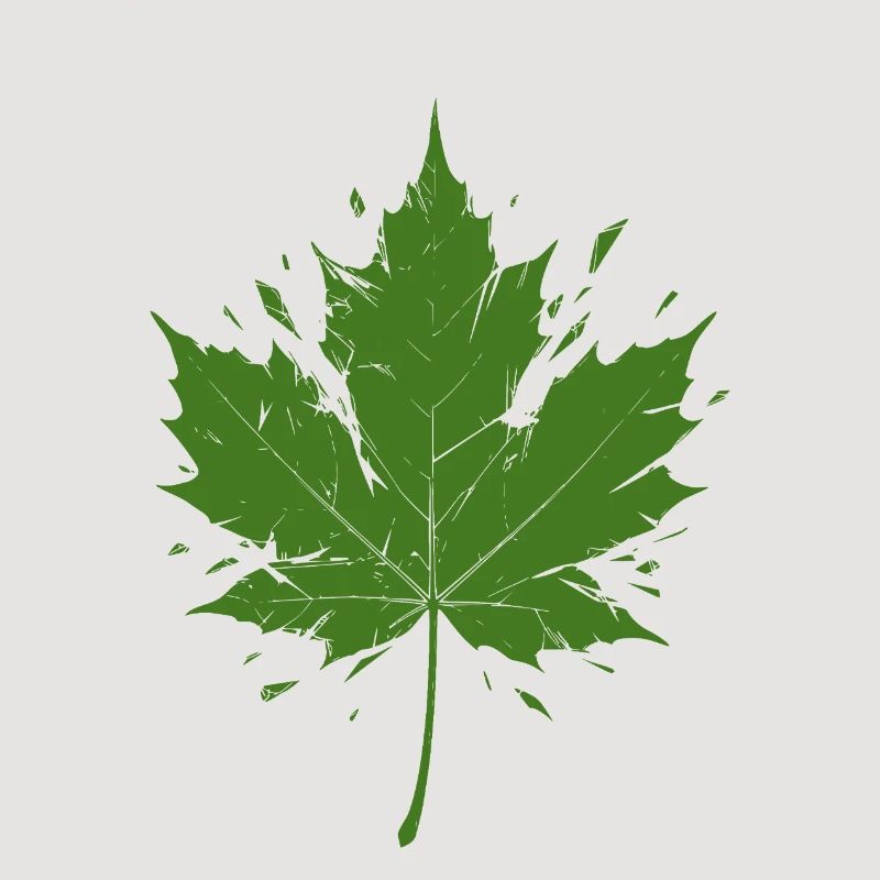 Feuille d’érable verte avec des éclaboussures