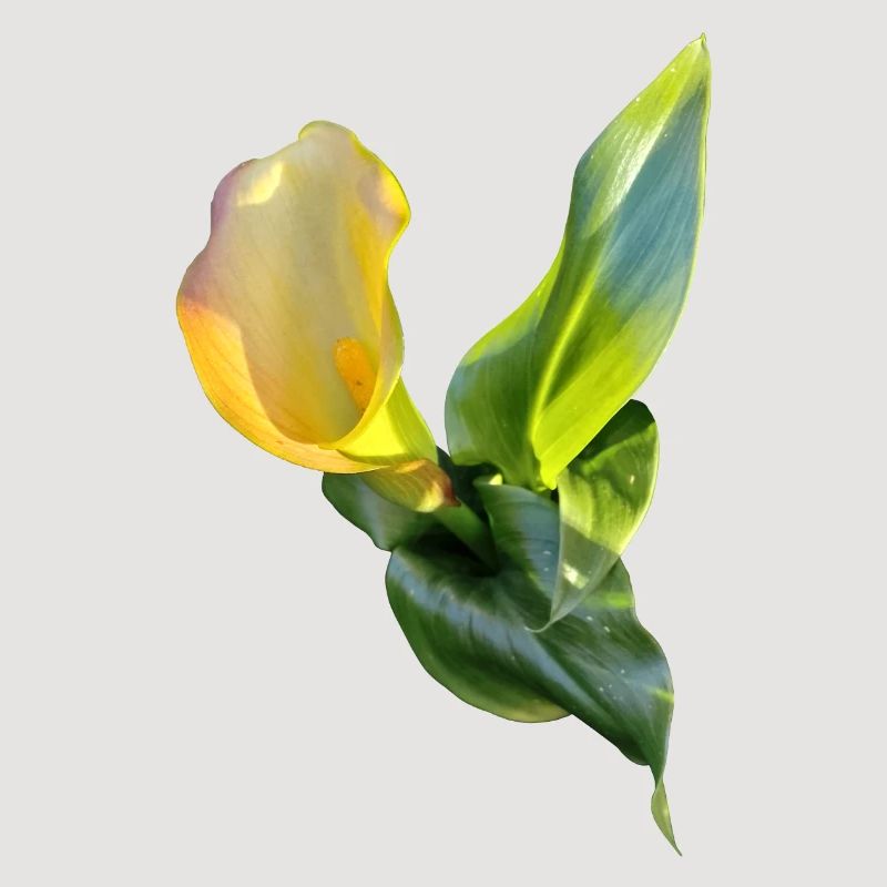 LYS CALLA JAUNE