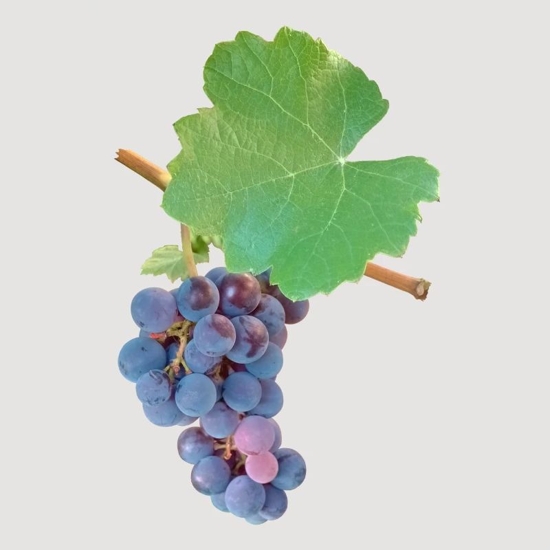 Raisins – élégance fruitée