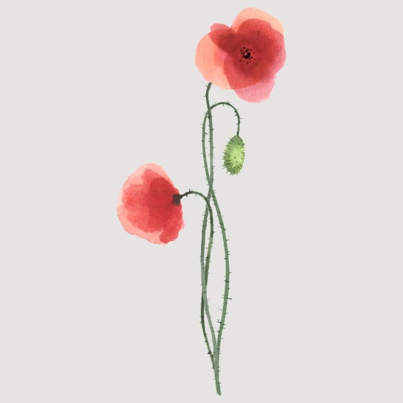 Fleur : coquelicot rouge