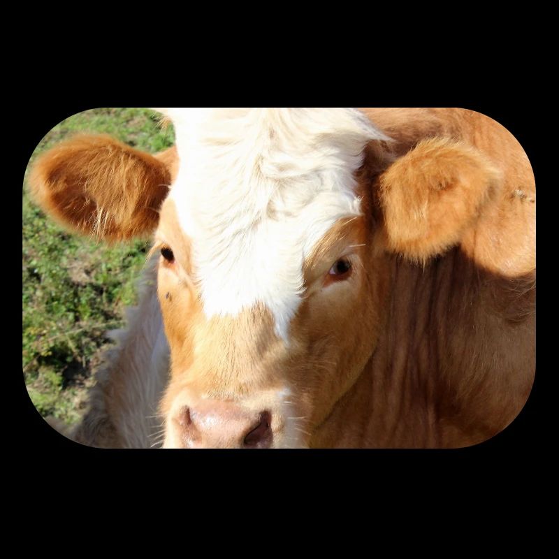 Affiche vache