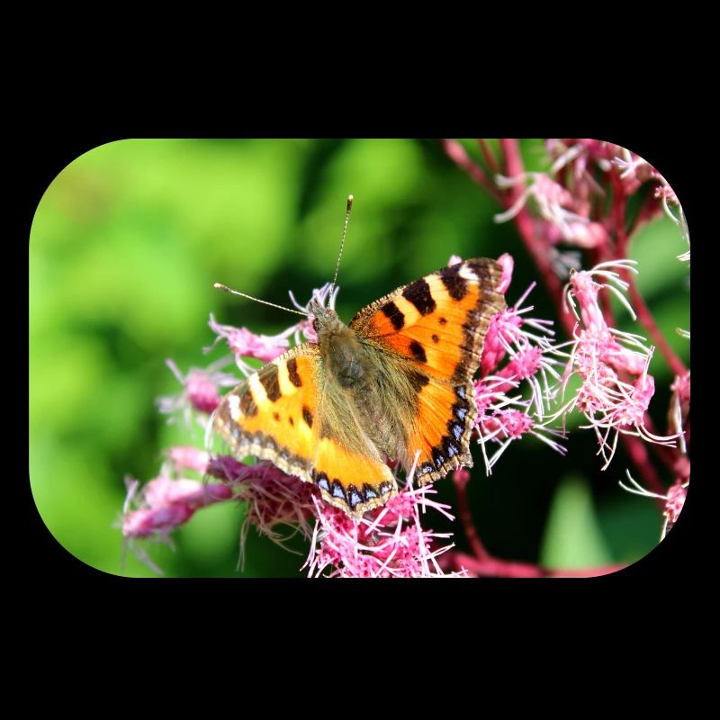 Papillons