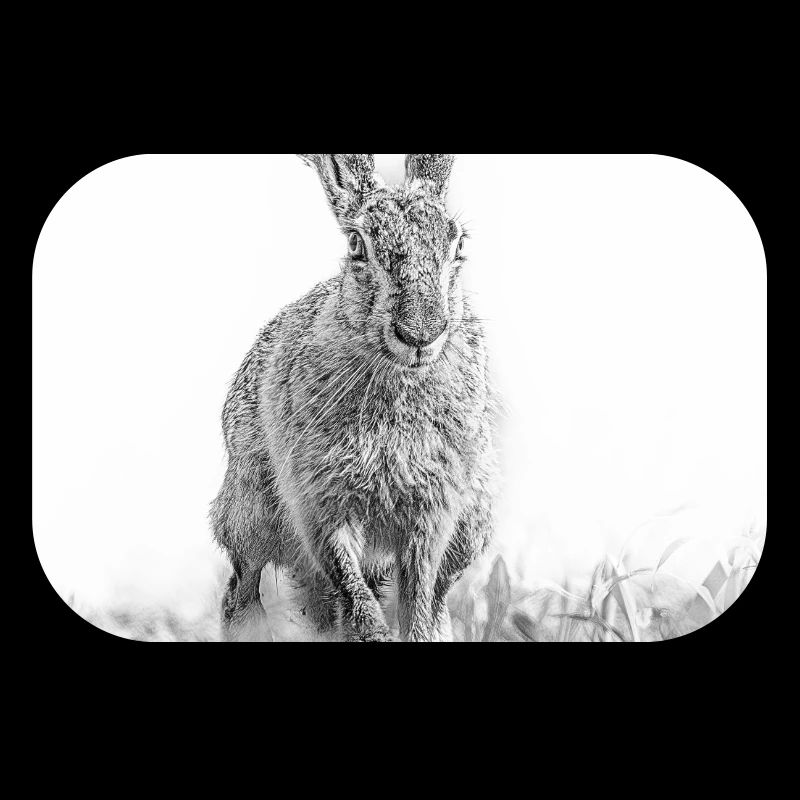 Hopping rabbit black white