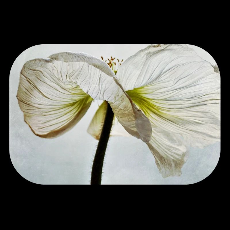 Fleur de pavot blanc