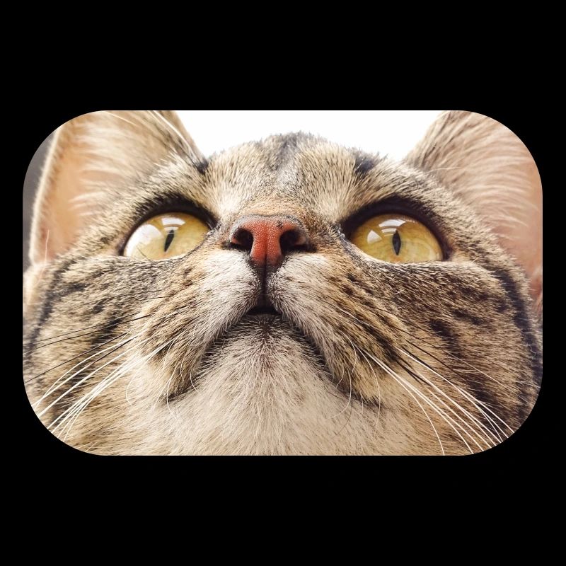 Visage de chat Minka