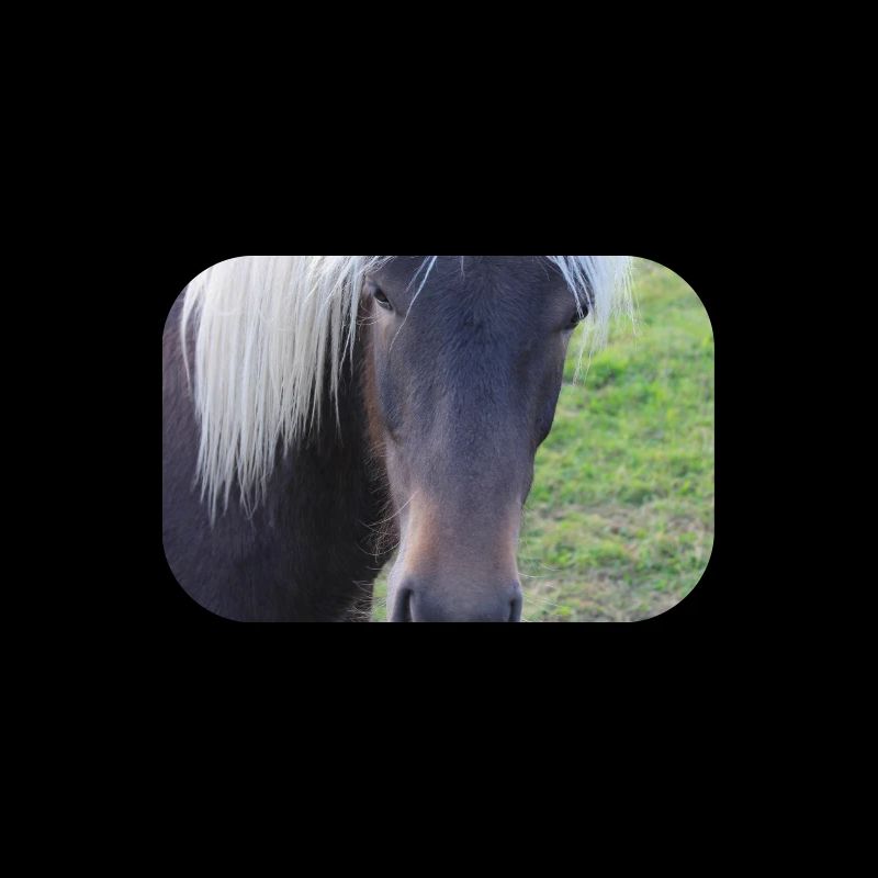 Affiche Cheval Cheval