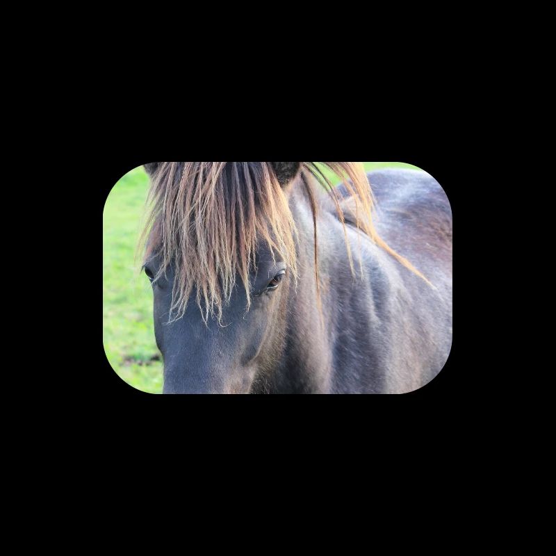Pferd Pferdeposter