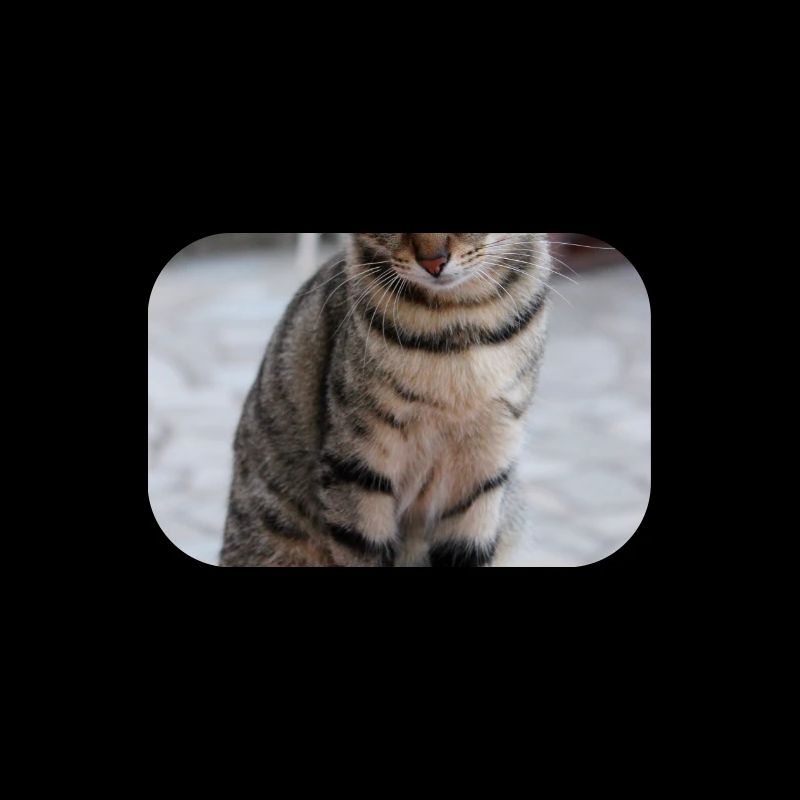 Chat Chaton Poster Chat Poster