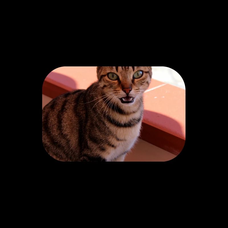 Chat