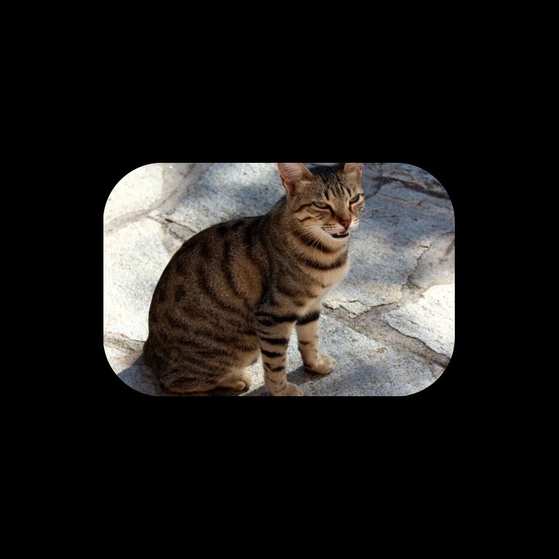 Cat Kitten