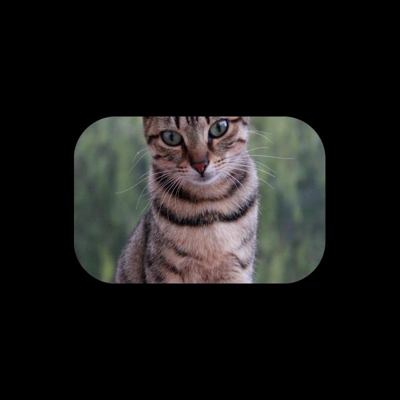 Katze Kätzchen