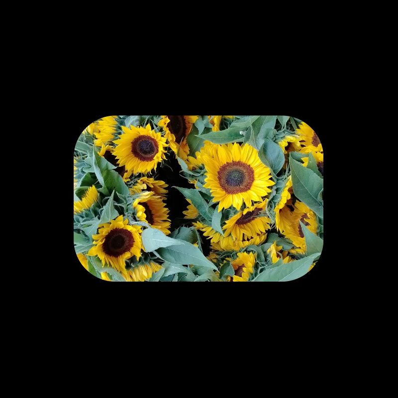 HUMEUR DE TOURNESOL